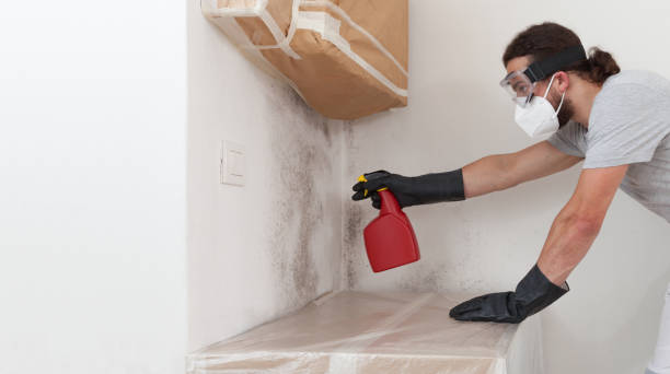 Professional Basement Mold Removal technician working in Valley Stream, NY